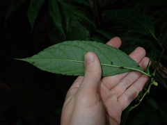 Capsicum lycianthoides