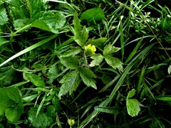 Ranunculus pensylvanicus