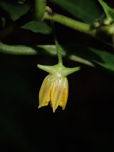 Capsicum lycianthoides (Capsicum lycianthoides)