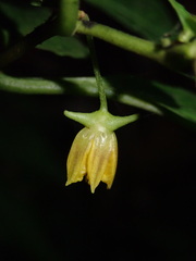Capsicum lycianthoides