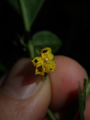 Capsicum lycianthoides