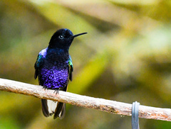 Boissonneaua jardini