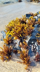 Mazzaella laminarioides