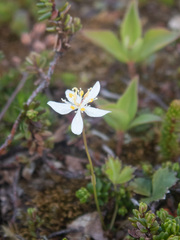 Coptis trifolia