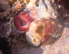 Haliotis kamtschatkana