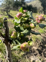 Rhopalomyia californica