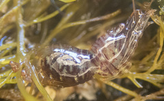 Heptacarpus pugettensis