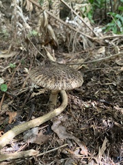 Amanita nothofagi