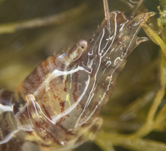 Heptacarpus pugettensis