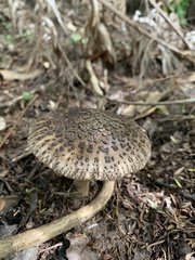 Amanita nothofagi