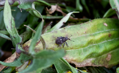 Glocianus