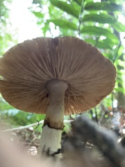 Amanita nothofagi