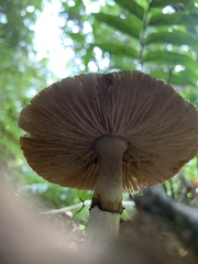 Amanita nothofagi