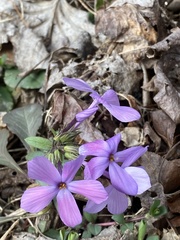 Phlox stolonifera