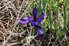 Iris douglasiana