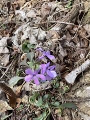 Phlox stolonifera