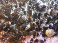 Dodecaceria fewkesi