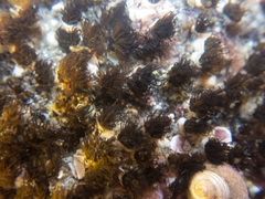 Dodecaceria fewkesi