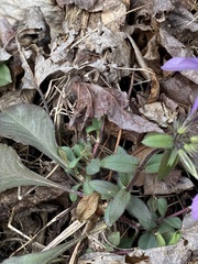 Phlox stolonifera