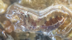 Heptacarpus pugettensis