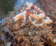 Phyllolithodes papillosus