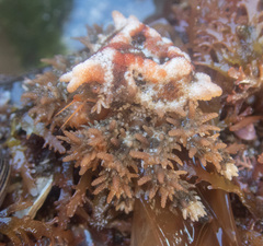 Phyllolithodes papillosus
