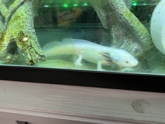 Ambystoma mexicanum