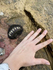 Acanthopleura gemmata