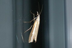 Orocrambus vittellus