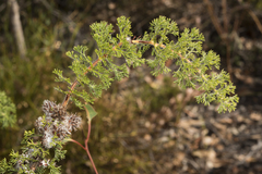 Petrophile serruriae