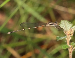 Austrolestes leda