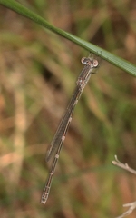 Austrolestes leda