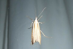 Orocrambus vittellus