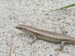 Oligosoma smithi