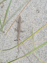 Oligosoma smithi