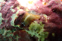Thysanozoon tentaculatum