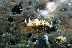 Phidiana semidecora
