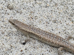 Oligosoma smithi