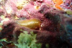 Thysanozoon tentaculatum