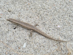 Oligosoma smithi