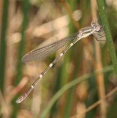 Austrolestes leda