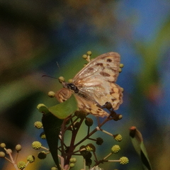 Heteronympha merope