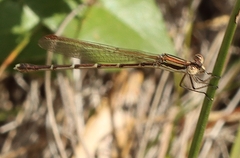 Austrolestes analis