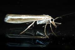 Orocrambus vittellus