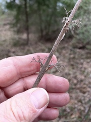 Callicarpa americana