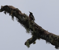 Melanerpes cruentatus