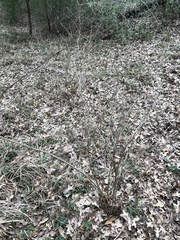 Callicarpa americana