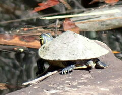 Pseudemys floridana
