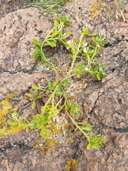 Lepidium flexicaule