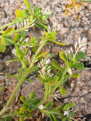 Lepidium flexicaule